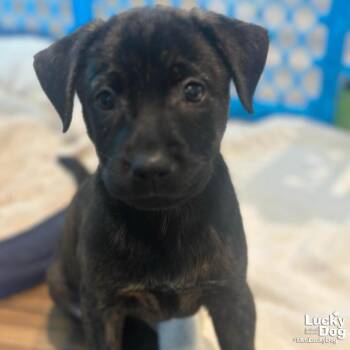 Labrador Retriever Dogs Available for Adoption - Tracey | PetCurious