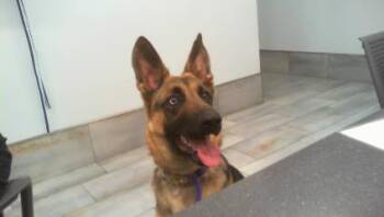 German Shepherd Dog Dogs Available for Adoption in Charlotte, North Carolina - OLIVE | PetCurious