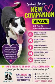 Spade -  Mixed Breed Dog for Adoption in York, Nebraska - Spade | PetCurious