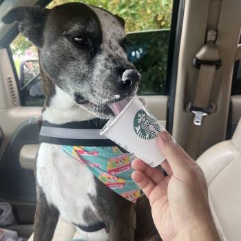 Rescue American Staffordshire Terrier Dogs for Adoption in Eagleville, Tennessee - Velma | PetCurious