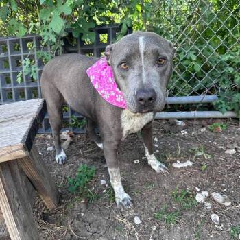 Harley Jade Smith -  Blue Lacy and American Staffordshire Terrier Dog for Adoption in Saugus, Massachusetts - Harley Jade Smith | PetCurious