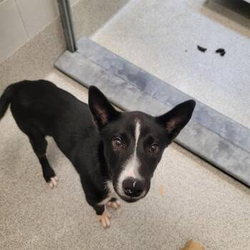 KENTUCKY -  Border Collie and Mixed Breed Dog for Adoption in Omaha, Nebraska - KENTUCKY | PetCurious