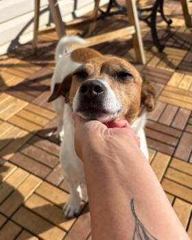 Rescue Jack Russell Terrier Dogs for Adoption in Lethbridge, Alberta - Wally | PetCurious