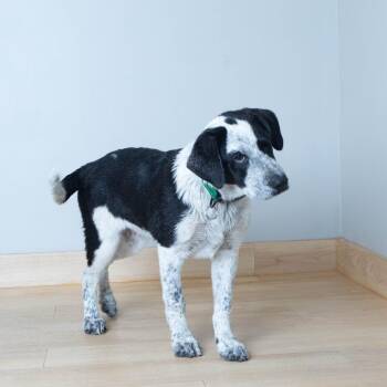 Jazzy D69923 -  Australian Cattle Dog Blue Heeler and Mixed Breed Dog for Adoption in Minnetonka, Minnesota - Jazzy D69923 | PetCurious