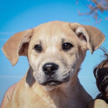 Rescue German Shepherd Dog and Yellow Labrador Retriever Dogs for Adoption in Huntley, Illinois - Fletcher | PetCurious