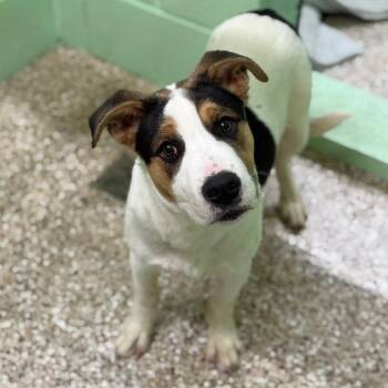 Puppy 06/22/2026 -  Terrier and Beagle Dog for Adoption in Bullhead City, Arizona - Puppy 06/22/2026 | PetCurious