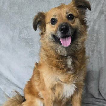 FOSTER OR FOSTER-TO-ADOPT NEEDED Dutchess -  Retriever and Mixed Breed Dog Available for Adoption - FOSTER OR FOSTER-TO-ADOPT NEEDED Dutchess | PetCurious