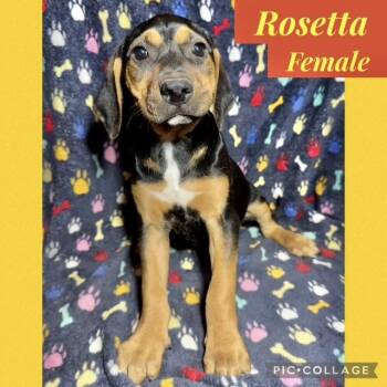 Hound Dogs Available for Adoption in Manchester, Connecticut - Rosetta | PetCurious