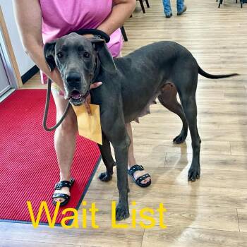 Dana -  Great Dane Dog for Adoption in Livingston, Texas - Dana | PetCurious