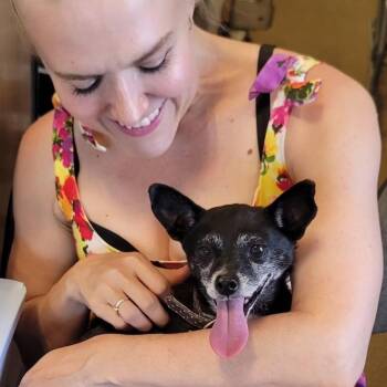Dixie Mae -  Chihuahua Dog for Adoption in Marana, Arizona - Dixie Mae | PetCurious
