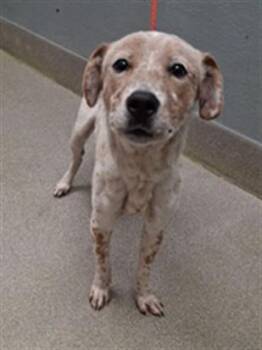 Australian Cattle Dog Blue Heeler and Mixed Breed Dogs Available for Adoption in Las Vegas, Nevada - DALLAS | PetCurious