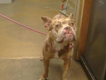 CRASH BANDICOOT -  Pit Bull Terrier and Mixed Breed Dog for Adoption in Sacramento, California - CRASH BANDICOOT | PetCurious