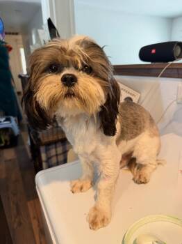 Rescue Shih Tzu Dogs for Adoption in Visalia, California - Broccoli | PetCurious