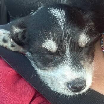 Louis John -  Chihuahua and Schnauzer Dog for Adoption in Gulfport, Mississippi - Louis John | PetCurious