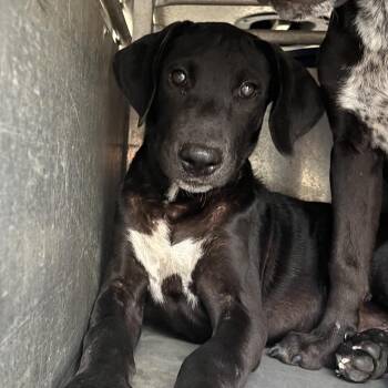 Spino -  Labrador Retriever and Shepherd Dog for Adoption in Edinburg, Texas - Spino | PetCurious
