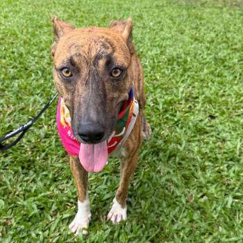 Beauty -  Mixed Breed Dog for Adoption in Bend, Oregon - Beauty | PetCurious