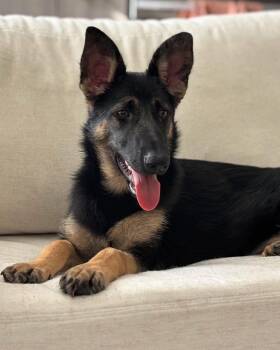 German Shepherd Dog Dogs Available for Adoption - Roma | PetCurious