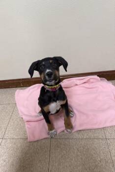 Australian Shepherd and Hound Dogs Available for Adoption in Douglas, Massachusetts - Sally  | PetCurious