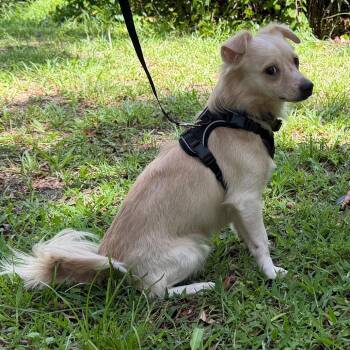 Simon -  Mixed Breed and Chihuahua Dog for Adoption in Williston, Florida - Simon | PetCurious