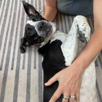 Meet Tito (graduate of the Ridge Dogs training program) -  Australian Cattle Dog Blue Heeler Dog for Adoption in Kirkland, Washington - Meet Tito (graduate Of The Ridge Dogs Training Program) | PetCurious