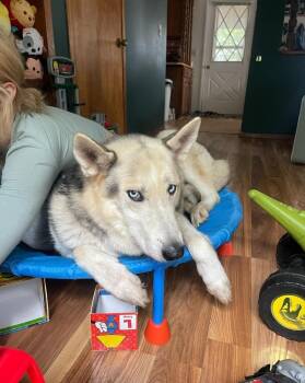 Rockie IV -  Husky Dog for Adoption in Fredonia, Wisconsin - Rockie IV | PetCurious