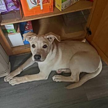 Little Bit -  Yellow Labrador Retriever and Mixed Breed Dog for Adoption in Shorewood, Illinois - Little Bit | PetCurious