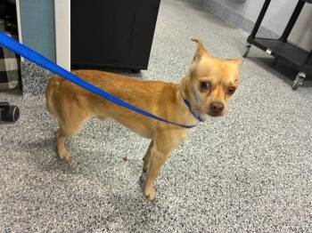 A136731 -  Chihuahua Dog for Adoption in Palmetto, Florida - A136731 | PetCurious