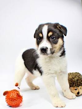 Australian Shepherd and German Shepherd Dog Dogs Available for Adoption in Morton Grove, Illinois - Naveen | PetCurious