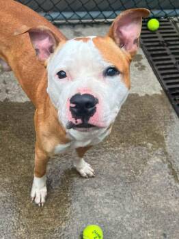 Healy -  Pit Bull Terrier Dog for Adoption in Chicago, Illinois - Healy | PetCurious