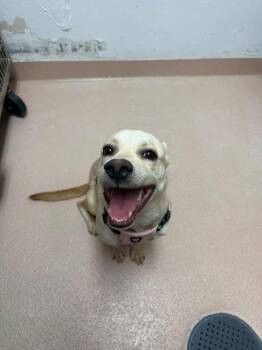 Rini -  Mixed Breed Dog for Adoption in North Miami Beach, Florida - Rini | PetCurious