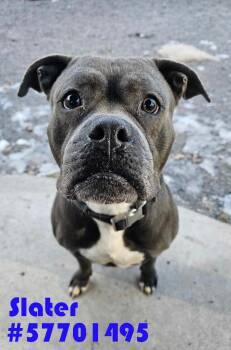 Rescue Pit Bull Terrier Dogs for Adoption in Wilkes-barre, Pennsylvania - Slater | PetCurious