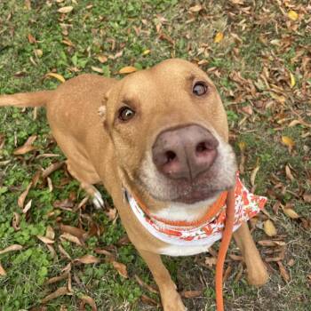 Rescue Hound Dogs for Adoption in Springfield, Missouri - Frankie | PetCurious