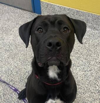 Ozzy -  Labrador Retriever and Pit Bull Terrier Dog for Adoption in Golden, Colorado - Ozzy | PetCurious