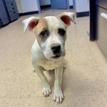 Rescue American Bulldog and Mixed Breed Dogs for Adoption in Olathe, Kansas - DARLA | PetCurious