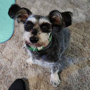 Bella -  Mixed Breed Dog for Adoption in Cooperstown, New York - Bella | PetCurious
