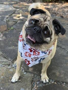 Franklin -  Pug Dog for Adoption in Midland, Virginia - Franklin | PetCurious
