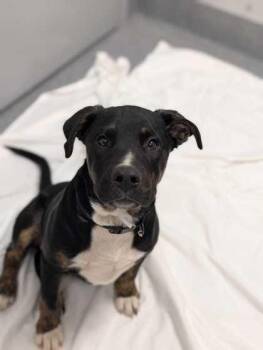 Brody -  Mixed Breed Dog for Adoption in Sevierville, Tennessee - Brody | PetCurious