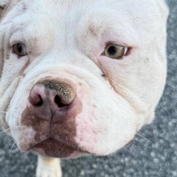 Mixed Breed Dogs Available for Adoption - 02/16/2026-Stray-GarrardStreet | PetCurious