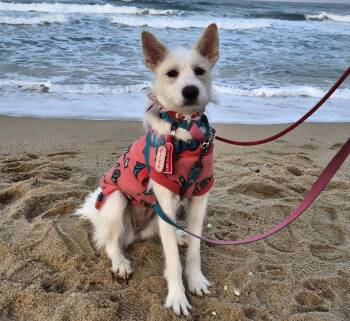 Jindo and Terrier Dogs Available for Adoption - Lily — Playful, Athletic, And Full Of Heart | PetCurious
