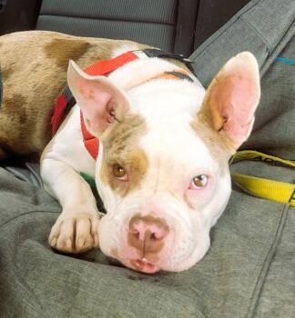 Bree -  Bulldog Dog for Adoption in Austin, Texas - Bree | PetCurious