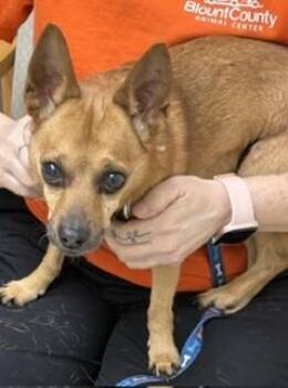 Little Man -  Chihuahua and Yorkshire Terrier Dog for Adoption in Maryville, Tennessee - Little Man | PetCurious