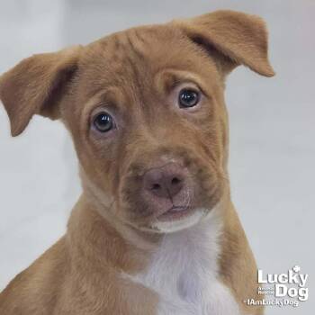 Labrador Retriever Dogs Available for Adoption - Elian | PetCurious