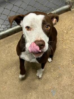 Rescue American Staffordshire Terrier Dogs for Adoption - Hayden | PetCurious