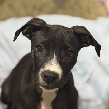 Ziggy -  Pit Bull Terrier Dog for Adoption in Sacramento, California - Ziggy | PetCurious