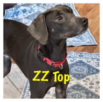 ZZ Top -  Weimaraner Dog for Adoption in Orland Park, Illinois - ZZ Top | PetCurious