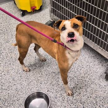 Maisey -  Terrier Dog for Adoption in Athens, Tennessee - Maisey | PetCurious