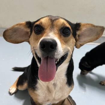 Big Mac -  Beagle and Mixed Breed Dog for Adoption in Brownsboro, Alabama - Big Mac | PetCurious