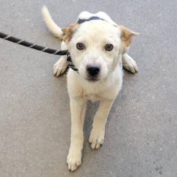 Mixed Breed Dogs Available for Adoption in Las Cruces, New Mexico - Nachos | PetCurious