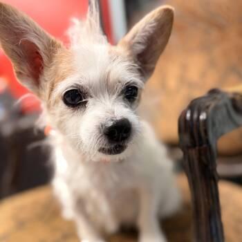 PJ -  Rat Terrier Dog for Adoption in Mansfield, Texas - PJ | PetCurious