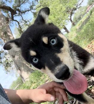 Australian Shepherd Dogs Available for Adoption in Austin, Texas - Lucchese | PetCurious
